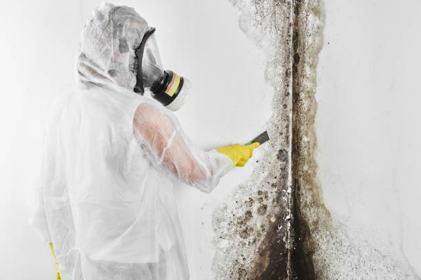 Certified Mold Removal in Boulder Hill, IL