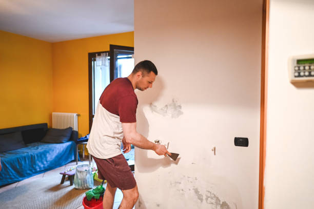 Best Same-Day Mold Removal  in Boulder Hl, IL
