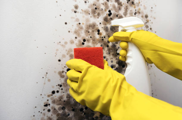Best Commercial Mold Removal  in Boulder Hl, IL