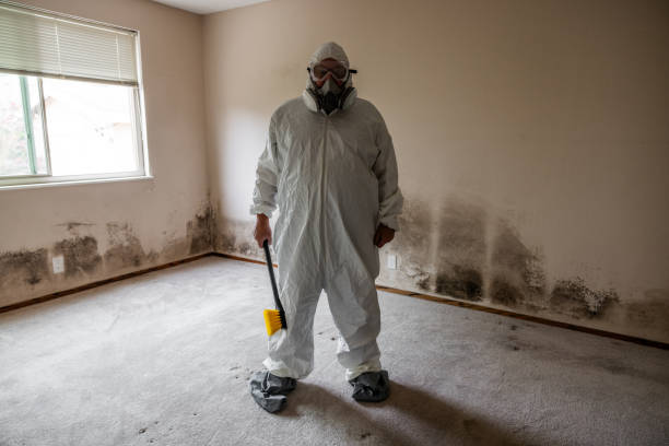 Mold Testing and Removal in Boulder Hill, IL