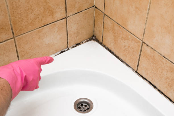 Trusted Boulder Hill, IL Mold Removal Experts